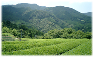 岳間の茶園.jpg